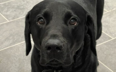House of Harmony are sponsoring the RSPCA Fun Dog Show
