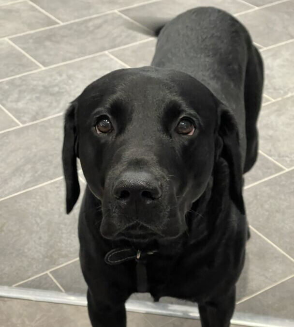 House of Harmony are sponsoring the RSPCA Fun Dog Show