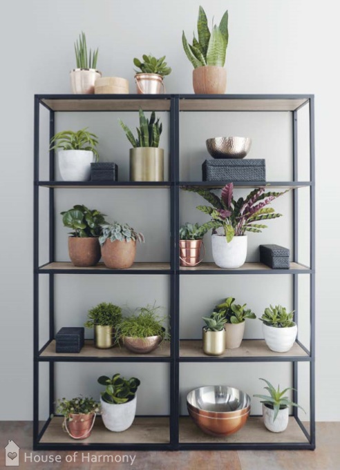 Plants